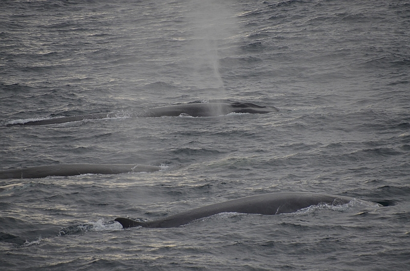010_Antarctica_Peninsula_Fin_Whale.JPG