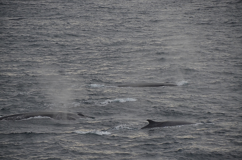 011_Antarctica_Peninsula_Fin_Whale.JPG