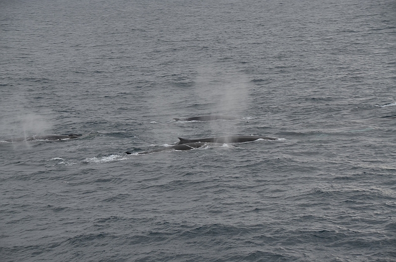 012_Antarctica_Peninsula_Fin_Whale.JPG