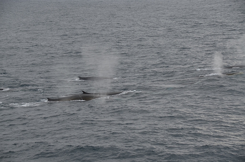 013_Antarctica_Peninsula_Fin_Whale.JPG