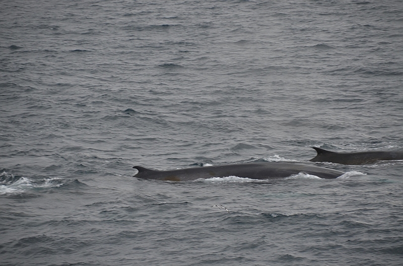 014_Antarctica_Peninsula_Fin_Whale.JPG