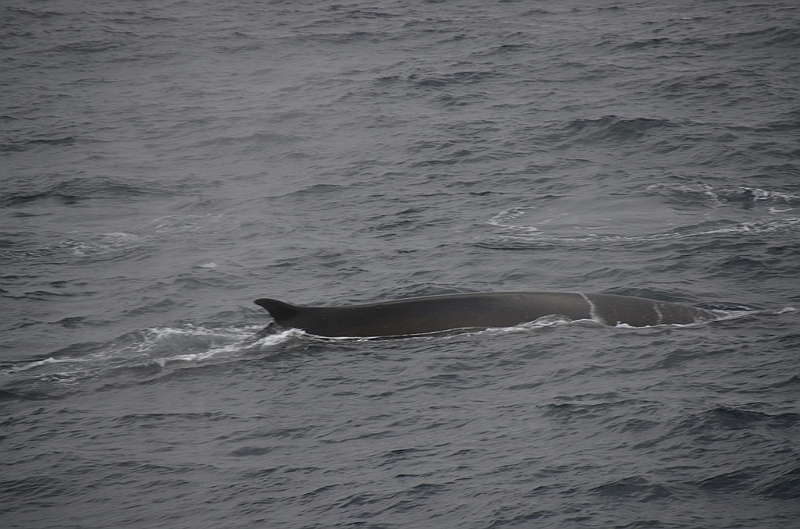 017_Antarctica_Peninsula_Fin_Whale.JPG