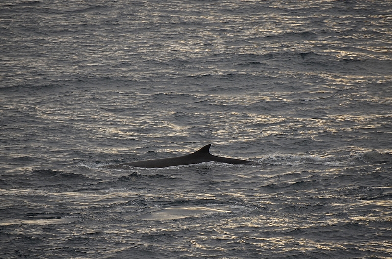 020_Antarctica_Peninsula_Fin_Whale.JPG