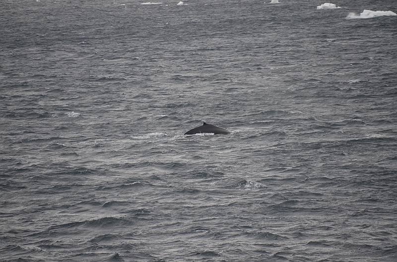 080_Antarctica_Peninsula_Gerlache_Strait_Humpback_Whale.JPG