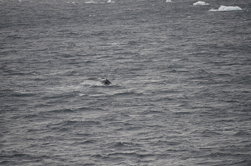 081_Antarctica_Peninsula_Gerlache_Strait_Humpback_Whale.JPG