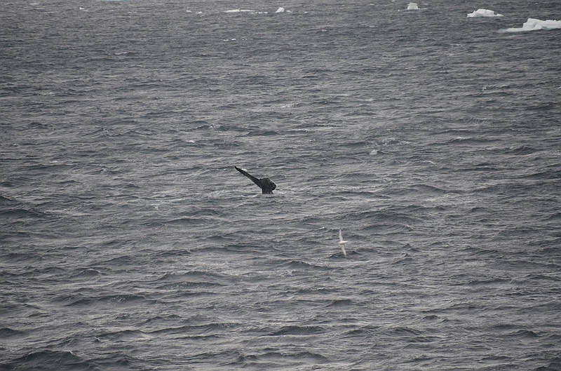 082_Antarctica_Peninsula_Gerlache_Strait_Humpback_Whale.JPG