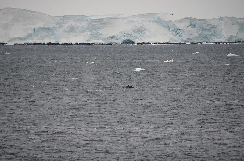 083_Antarctica_Peninsula_Gerlache_Strait_Humpback_Whale.JPG
