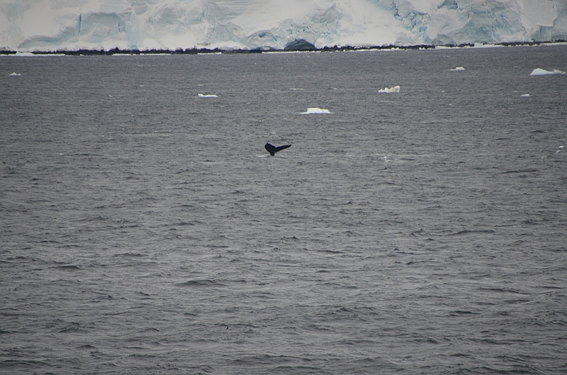 084_Antarctica_Peninsula_Gerlache_Strait_Humpback_Whale.JPG