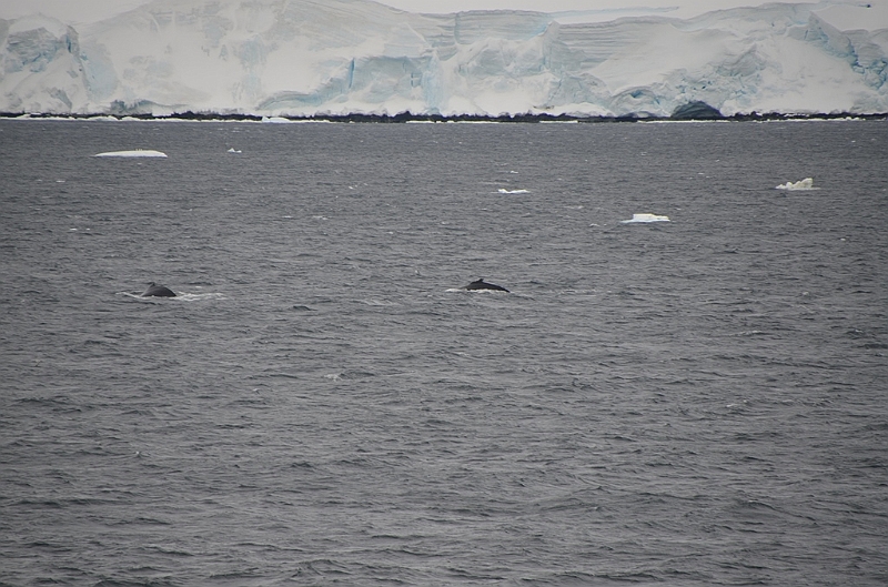 085_Antarctica_Peninsula_Gerlache_Strait_Humpback_Whale.JPG