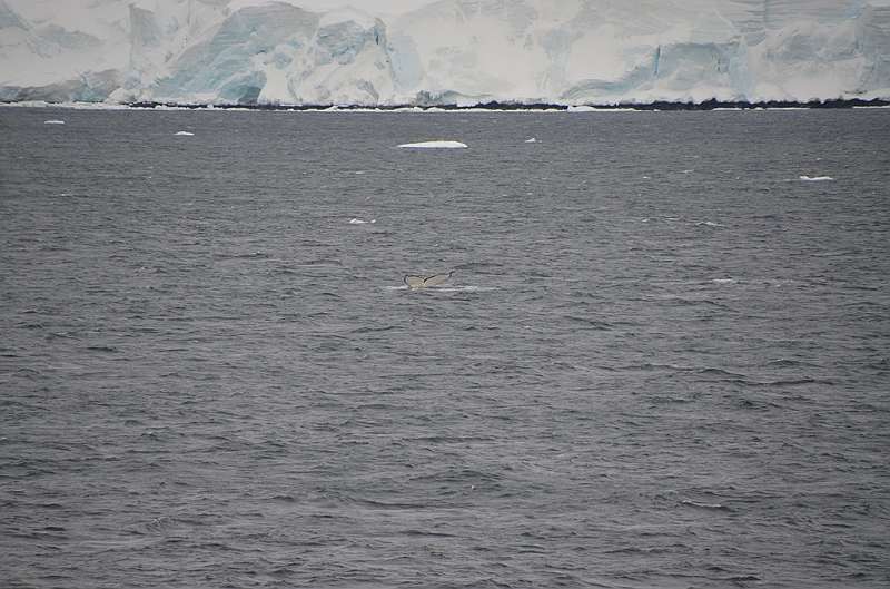 086_Antarctica_Peninsula_Gerlache_Strait_Humpback_Whale.JPG