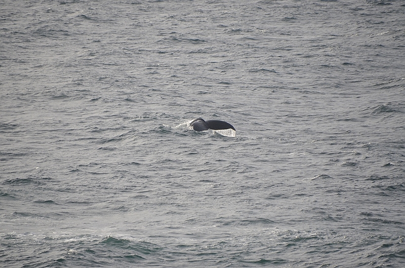 116_Antarctica_Peninsula_Gerlache_Strait_Humpback_Whale.JPG