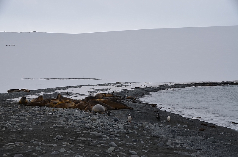 198_Antarctica_Peninsula_Robert_Island.JPG