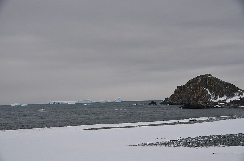 206_Antarctica_Peninsula_Robert_Island.JPG