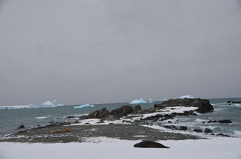 225_Antarctica_Peninsula_Robert_Island.JPG