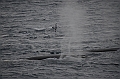 009_Antarctica_Peninsula_Fin_Whale