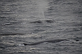 010_Antarctica_Peninsula_Fin_Whale
