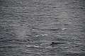 011_Antarctica_Peninsula_Fin_Whale