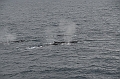 012_Antarctica_Peninsula_Fin_Whale
