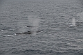 013_Antarctica_Peninsula_Fin_Whale
