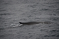 017_Antarctica_Peninsula_Fin_Whale