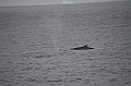 018_Antarctica_Peninsula_Fin_Whale