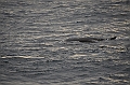 019_Antarctica_Peninsula_Fin_Whale