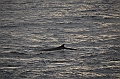 020_Antarctica_Peninsula_Fin_Whale