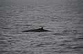 021_Antarctica_Peninsula_Fin_Whale