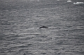 080_Antarctica_Peninsula_Gerlache_Strait_Humpback_Whale