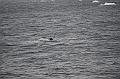081_Antarctica_Peninsula_Gerlache_Strait_Humpback_Whale