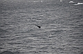 082_Antarctica_Peninsula_Gerlache_Strait_Humpback_Whale