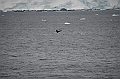 084_Antarctica_Peninsula_Gerlache_Strait_Humpback_Whale