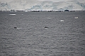 085_Antarctica_Peninsula_Gerlache_Strait_Humpback_Whale