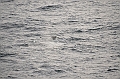 110_Antarctica_Peninsula_Gerlache_Strait_Humpback_Whale