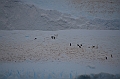 167_Antarctica_Peninsula_Deception_Island