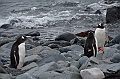 197_Antarctica_Peninsula_Robert_Island_Eselspinguin