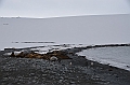 198_Antarctica_Peninsula_Robert_Island