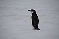 200_Antarctica_Peninsula_Robert_Island_Zuegelpinguin