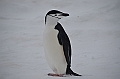 201_Antarctica_Peninsula_Robert_Island_Zuegelpinguin