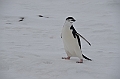 203_Antarctica_Peninsula_Robert_Island_Zuegelpinguin