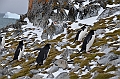 223_Antarctica_Peninsula_Robert_Island_Zuegelpinguin