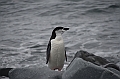 235_Antarctica_Peninsula_Robert_Island_Zuegelpinguin