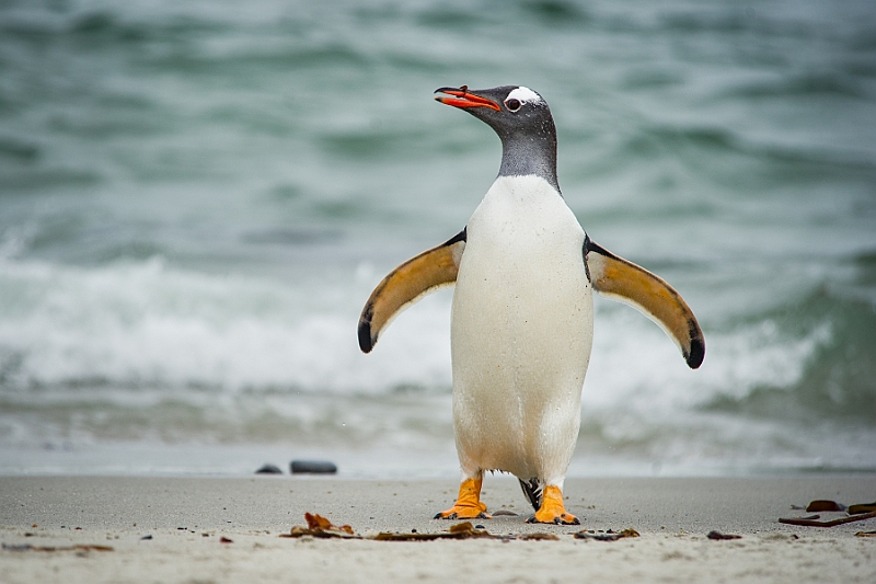 063_Best_of_Antarctica_Ponant.jpg