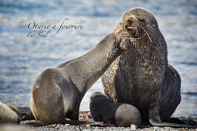 081_Best_of_Antarctica_Ponant.jpg