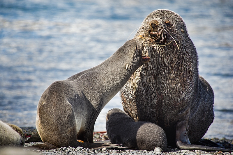 082_Best_of_Antarctica_Ponant.jpg