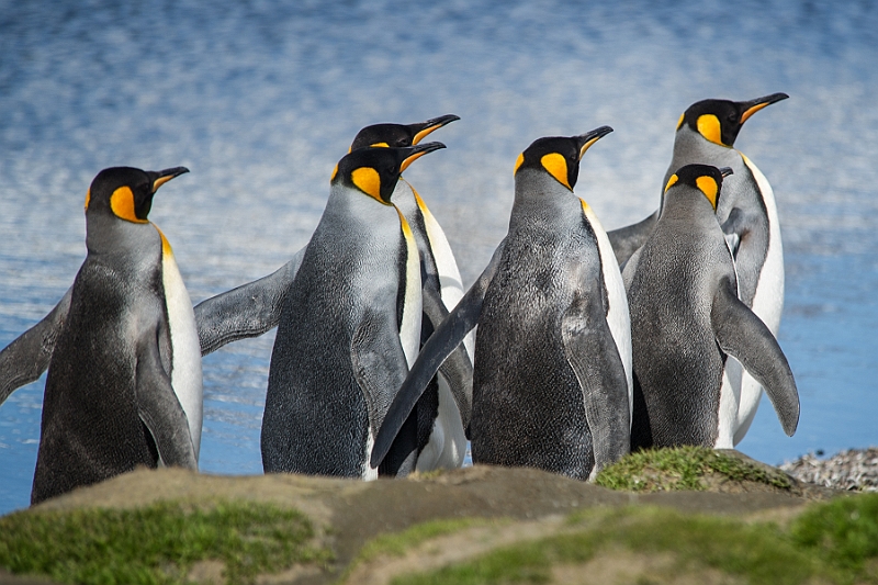 086_Best_of_Antarctica_Ponant.jpg