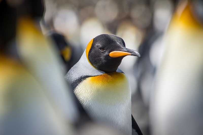 088_Best_of_Antarctica_Ponant.jpg