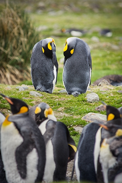 099_Best_of_Antarctica_Ponant.jpg