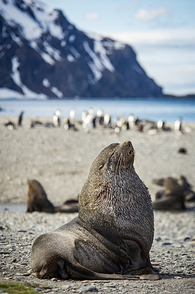 110_Best_of_Antarctica_Ponant.jpg