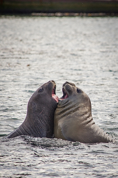118_Best_of_Antarctica_Ponant.jpg